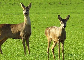 El Campus de Cuenca acogerá el Congreso Internacional de Salud y Conservación de Fauna Silvestre