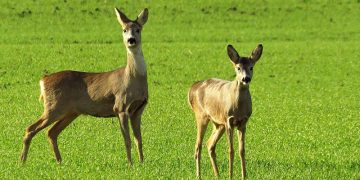 El Campus de Cuenca acogerá el Congreso Internacional de Salud y Conservación de Fauna Silvestre