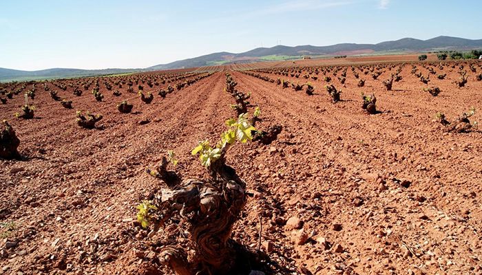 Castilla-La Mancha amplía un mes y medio, del 15 de junio al 31 de julio, el plazo de solicitudes de certificación de la reestructuración del viñedo
