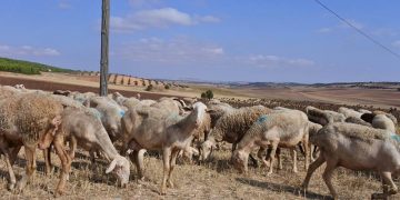 Los ayuntamientos de la provincia de Cuenca recibirán 1.450.896,38 euros para contratar trabajadores del campo que hayan terminado su labor en las campañas agrícolas