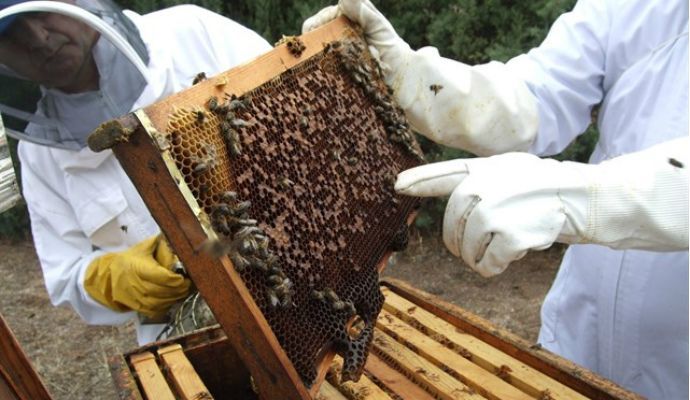La Junta abona este viernes 1,6 millones de euros de ayudas a cerca de 300 apicultores para la mejora de la biodiversidad