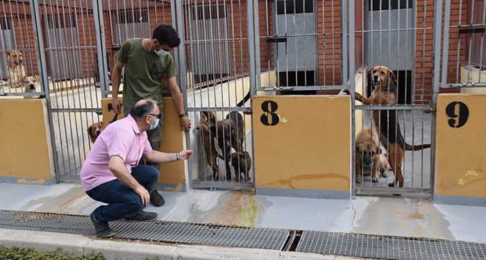 El Albergue de Animales de Cuenca consigue que en el último año un centenar de perros encuentren una familia