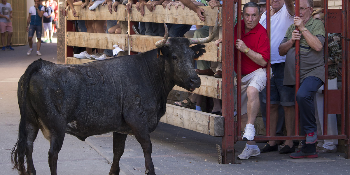este fin de semana cubrimos los festejos taurinos populares de mallen | Informaciones de Cuenca