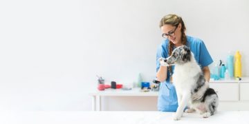 La Guardia Civil investiga a una persona por un supuesto delito de intrusismo profesional en una clínica veterinaria de Cuenca