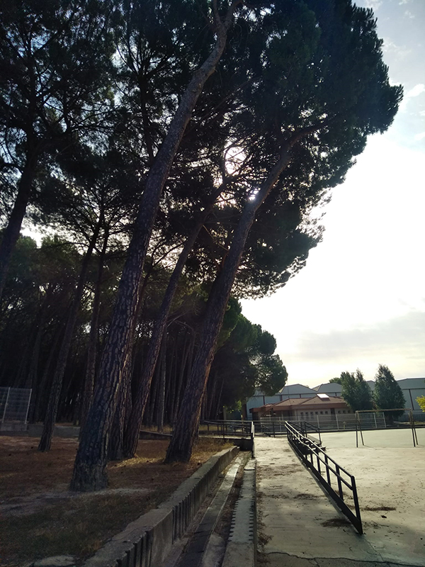 El Ayuntamiento de Cuenca corta los pinos del patio de Educación Infantil del colegio Fuente del Oro por riesgo de caída