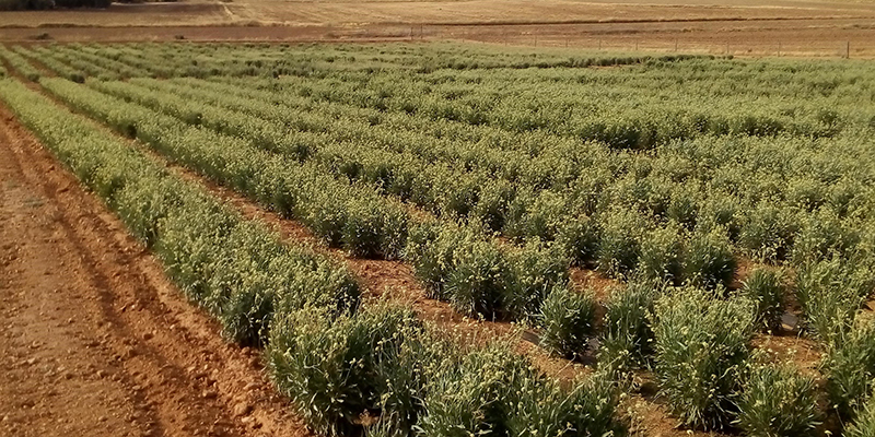 El Gobierno regional financia un proyecto de investigación para la adaptación de la planta del guayule a los suelos de Castilla-La Mancha