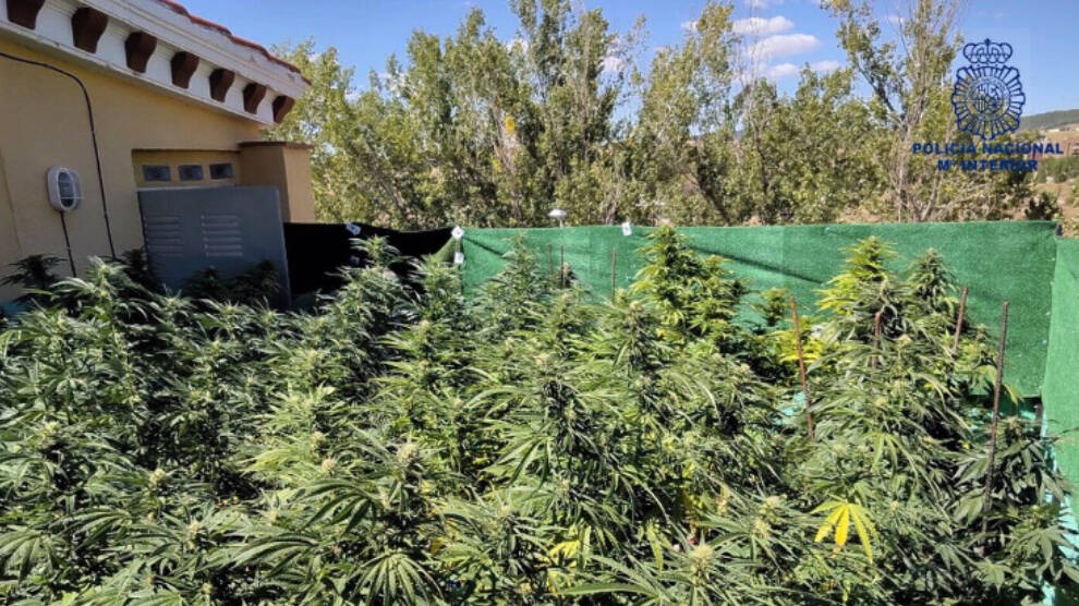 Un detenido por tener una plantación de marihuana en una azotea de Cuenca