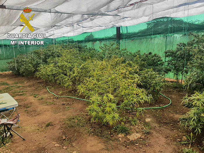 La Guardia Civil investiga a dos personas por tener 25 plantas de marihuana en un cultivo indoor en la mancha conquense