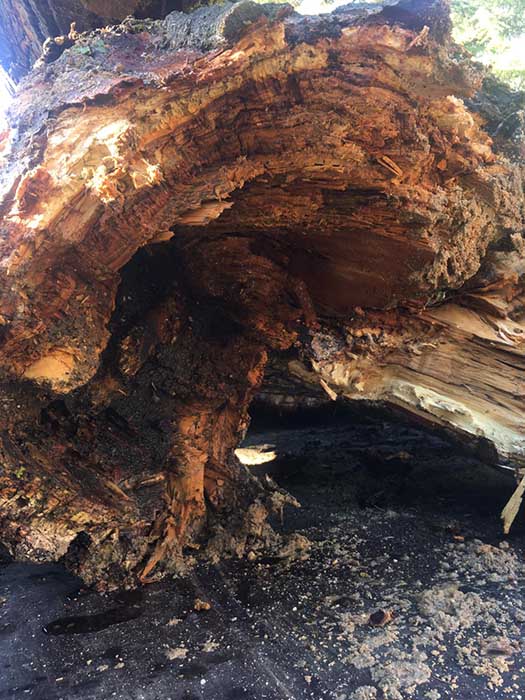 El Ayuntamiento de Cuenca apea los árboles podridos de la desembocadura del Huécar