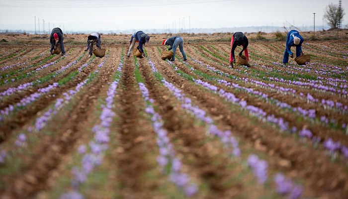 La cosecha 2020 de azafrán amparado bajo la DOP Azafrán de La Mancha finaliza con 451,5 kilogramos