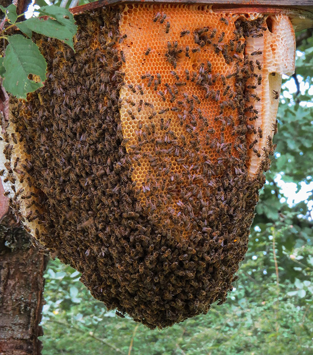 Unión de Uniones propone que el Plan Nacional Apícola 2020 -2022 se oriente al apicultor profesional