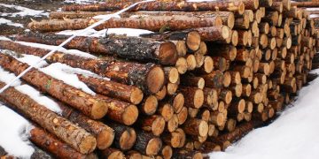 Cuenca en Marcha pide una comisión de investigación sobre la posible tala irregular de árboles en la Serranía