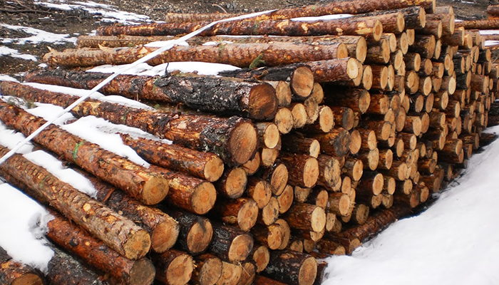 Cuenca en Marcha pide una comisión de investigación sobre la posible tala irregular de árboles en la Serranía