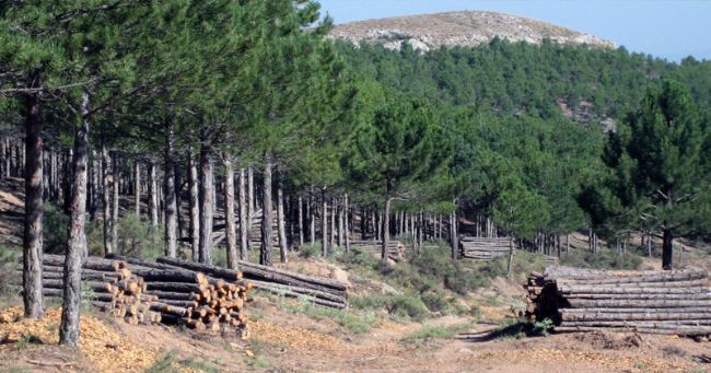 El Gobierno de Castilla-La Mancha destinará este año 2,9 millones de euros a tratamientos selvícolas para prevenir incendios forestales