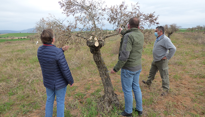 El 70 por ciento de la producción de aceituna de La Alcarria de los próximos años, en peligro por los daños que Filomena ocasionó en el olivar