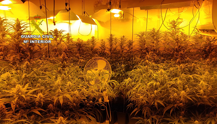 La Guardia Civil desmantela una plantación “indoor” con 512 plantas de marihuana en Horcajo de Santiago