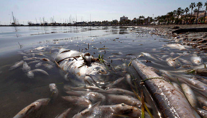 “Salvad el Tajo, salvad el Mar Menor”, los Ribereños señalan de nuevo el origen del problema tras una nueva mortalidad de peces que ha afectado a la albufera murciana