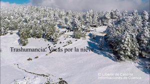trashumancia vacas bravas en la nieve | Informaciones de Cuenca