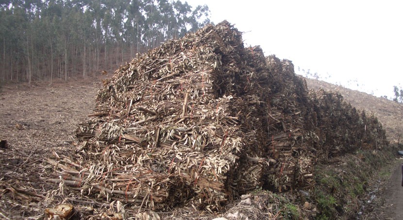 biomasa forestal uva | Liberal de Castilla