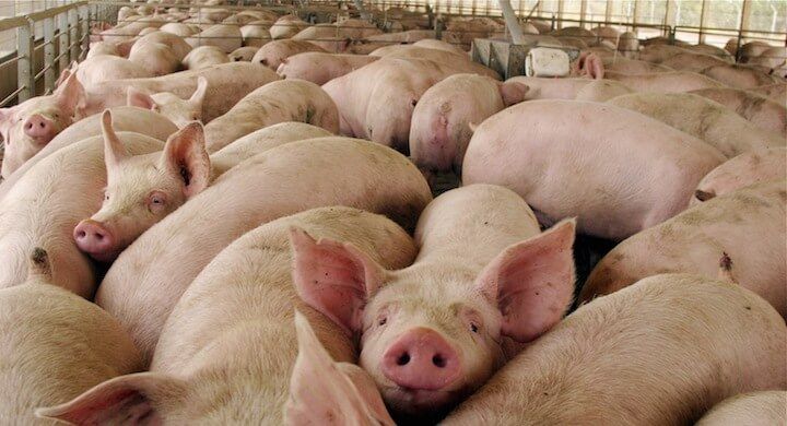 Las macrogranjas de cerdos llegan a Priego y los vecinos se movilizan para evitarla