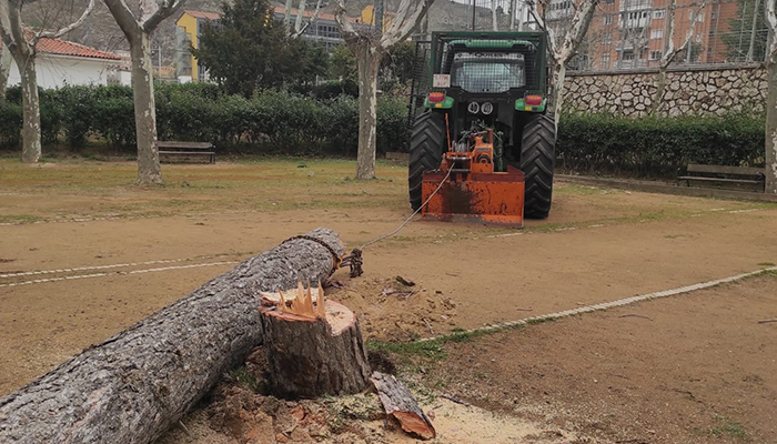 El Ayuntamiento de Cuenca declara de emergencia la retirada de árboles caídos o afectados gravemente tras el paso de la borrasca Celia