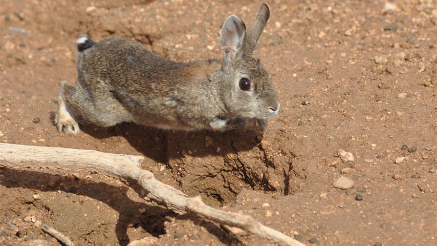El IREC participa en el nuevo proyecto LIFE ‘Iberconejo’ para optimizar la gestión del conejo en la península ibérica