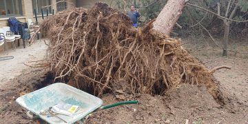 Recogida de árboles caídos, chapas y tejas, apuntalamientos y limpieza general, tareas tras el paso de la borrasca Celia en Cuenca