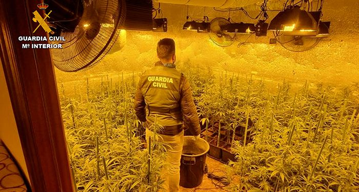 La Guardia Civil desarticula en Barajas de Melo un grupo criminal con más de 3.500 plantas de marihuana La Guardia Civil desarticula en Barajas de Melo un grupo criminal con más de 3.500 plantas de marihuana