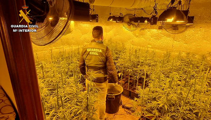 La Guardia Civil desarticula en Barajas de Melo un grupo criminal con más de 3.500 plantas de marihuana