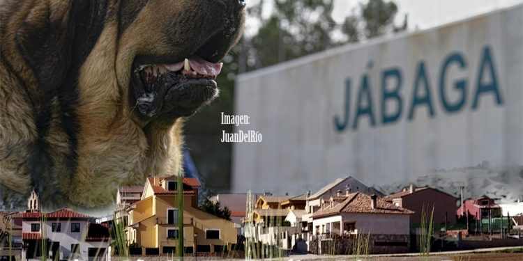 Este sábado, VIII Concurso Nacional de Mastines en Jábaga Este sábado, VIII Concurso Nacional de Mastines en Jábaga