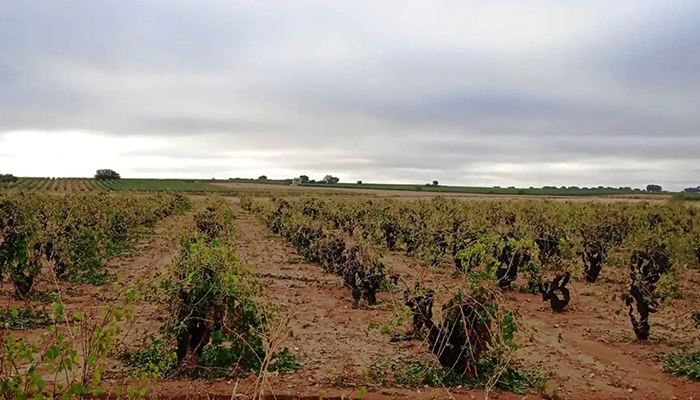 Hora de analizar los daños provocados por la tormenta en las viñas de la Manchuela en el comienzo de la vendimia