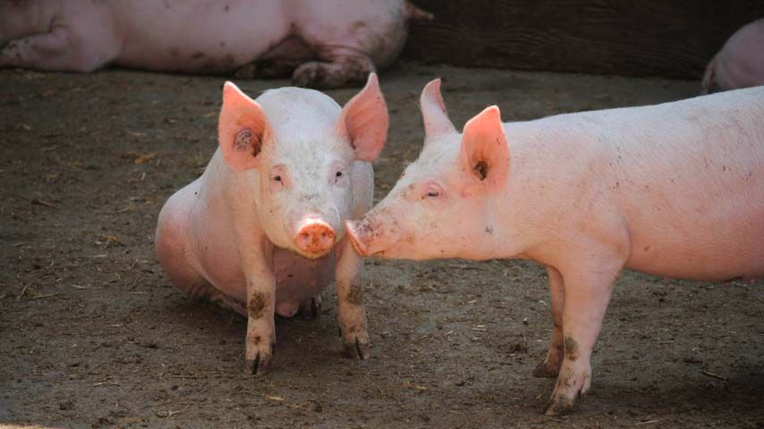 El IREC desarrolla un modelo epidemiológico para controlar la expansión de la enfermedad de Aujeszky en cerdos