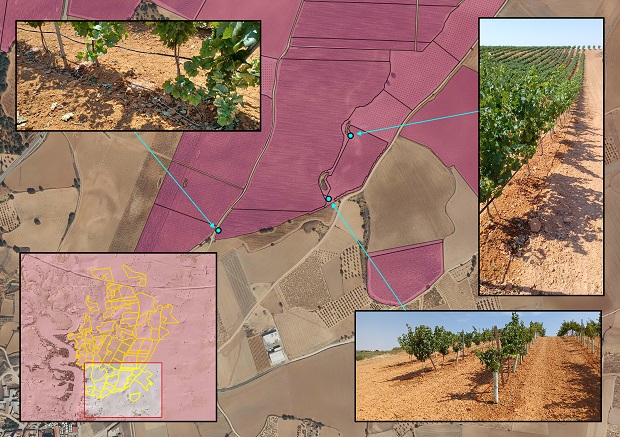 La Confederación Hidrográfica del Júcar detecta 120 hectáreas de viñedo en El Peral regándose de forma ilegal