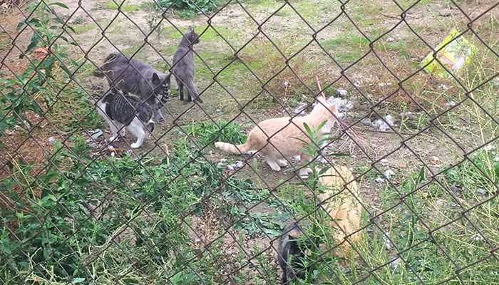 La Mancomunidad Vega del Henares acerca la realidad de las colonias felinas a la población con un encuentro abierto en Cabanillas
