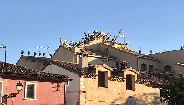 Cientos de cigüeñas hacen noche en los tejados de Beteta