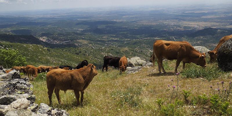 Este jueves llegan a las cuentas de 1.445 ganaderos de la región un total de 9,4 millones de euros de ayudas asociadas de la PAC para vacas nodrizas