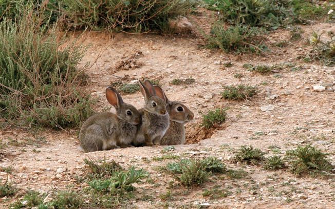 La Junta declara la comarca de emergencia cinegética temporal por daños de conejos de monte y revisará la situación de sobrepoblación de ciertas especies cinegéticas