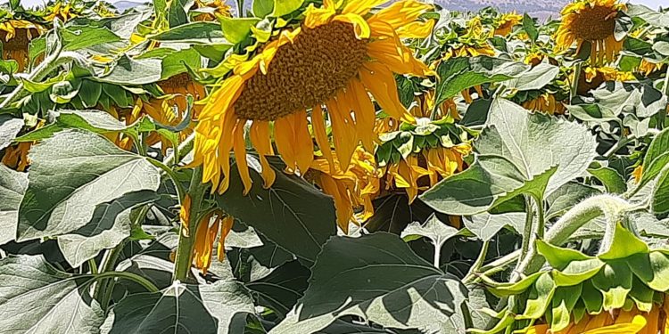 La Asociación Española del Girasol (AEG) augura una producción mundial de semillas de girasol récord