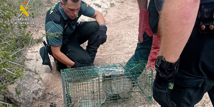 La Guardia Civil de Cuenca rescata a un gato montés atrapado en una trampa en Pinarejo La Guardia Civil de Cuenca rescata a un gato montés atrapado en una trampa en Pinarejo