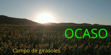 Vídeo. Ocaso en campo de girasoles