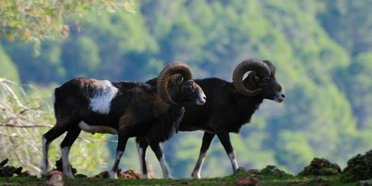 Ecologistas en Acción alerta del impacto de una proyectada granja de muflones del cirujano Pedro Cavadas en Mira lindando con Villargordo Ecologistas en Acción alerta del impacto de una proyectada granja de muflones del cirujano Pedro Cavadas en Mira lindando con Villargordo