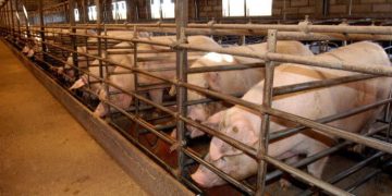 Carta abierta al consejero de Agricultura, Ganadería y Desarrollo Rural