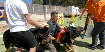 Capitán, de Mastines de Gredos,gana el concurso de mastines de Jábaga