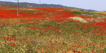La IA (banda sonora) en este Campo de Amapolas