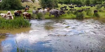 Trashumancia de bravo. La vacada de Alicia Chico por el Cordel de Huélamo en el P.N. de la Serranía de Cuenca
