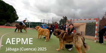 El vídeo. Apolo, de los Arándanos, mejor ejemplar absoluto del Concurso de Mastines (AEPME) de Jábaga