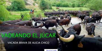 Vídeo. Así vadean el Júcar las vacas bravas de Alicia Chico