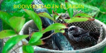 Biodiversidad en el jardín